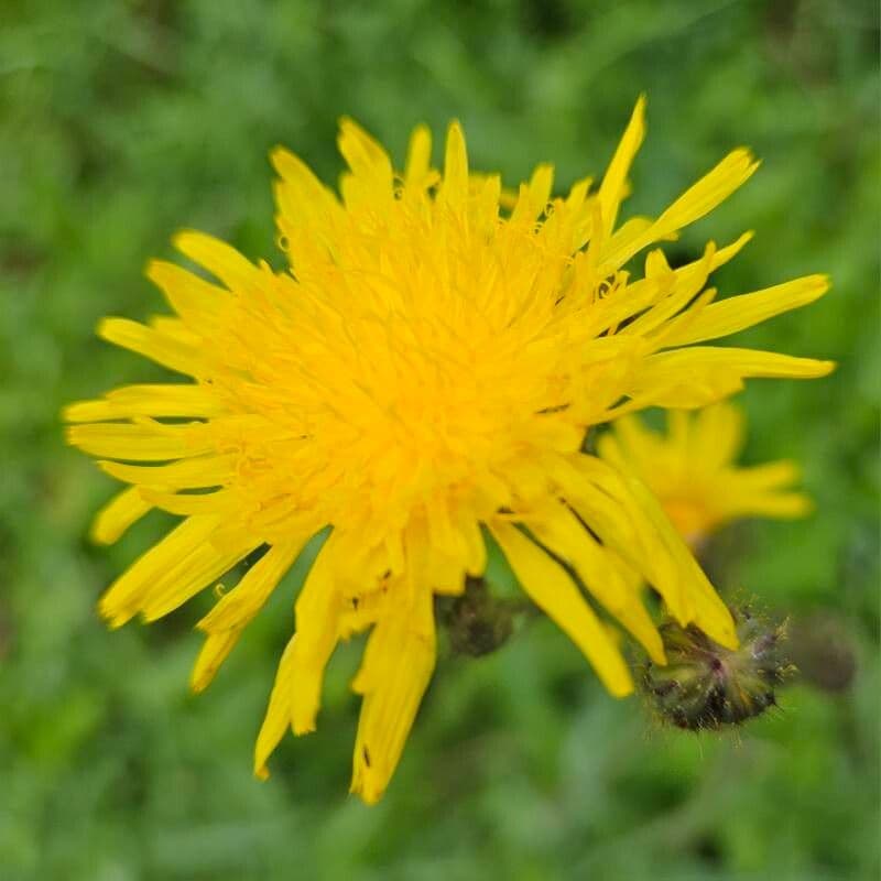Sonchus arvensis
