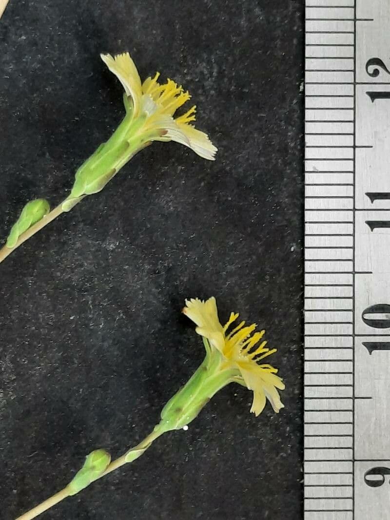 Lactuca virosa