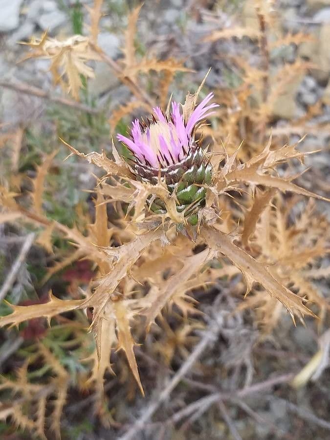 Atractylis humilis