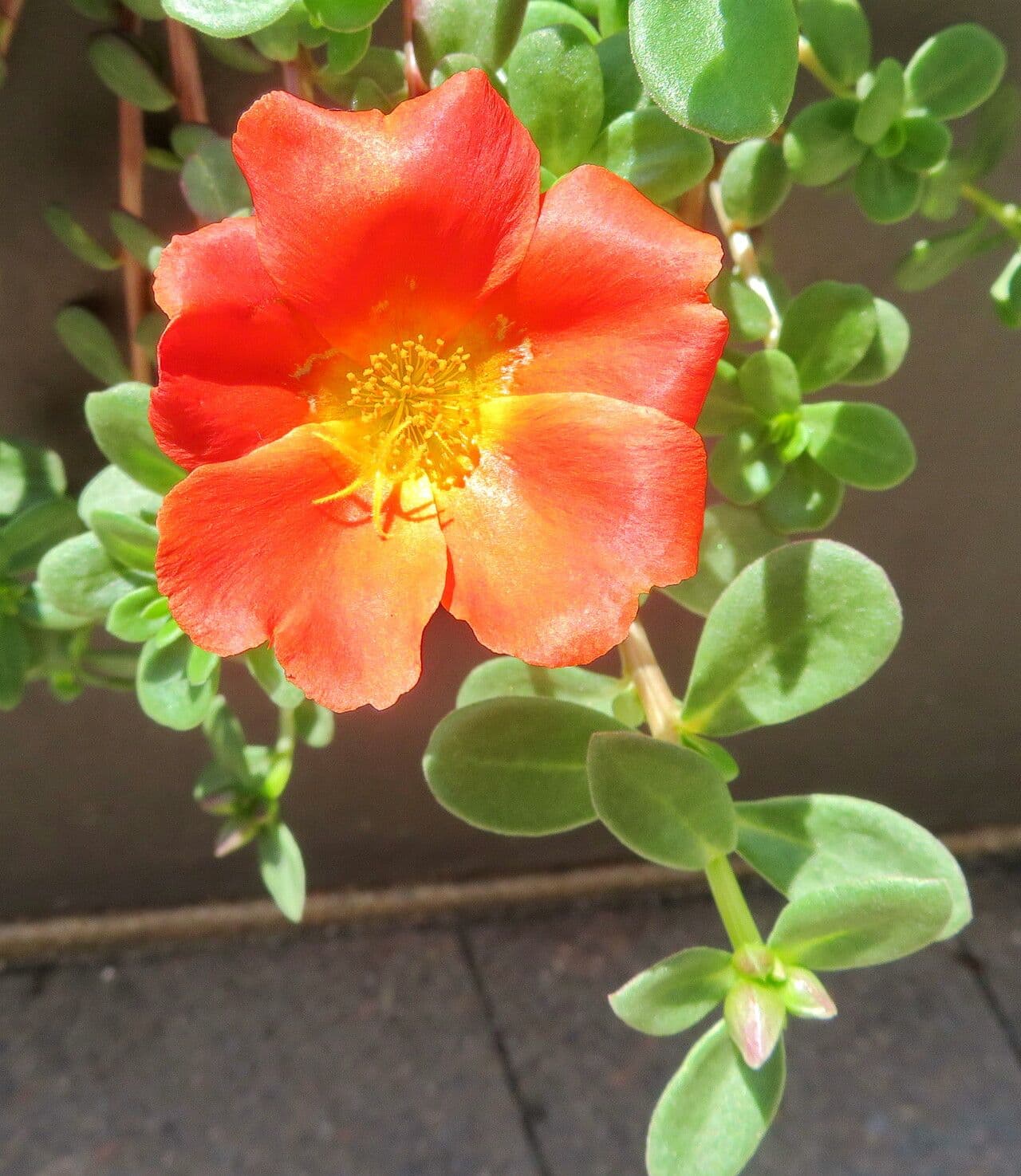 Portulaca umbraticola