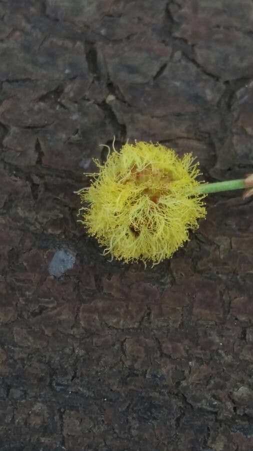 Vachellia xanthophloea