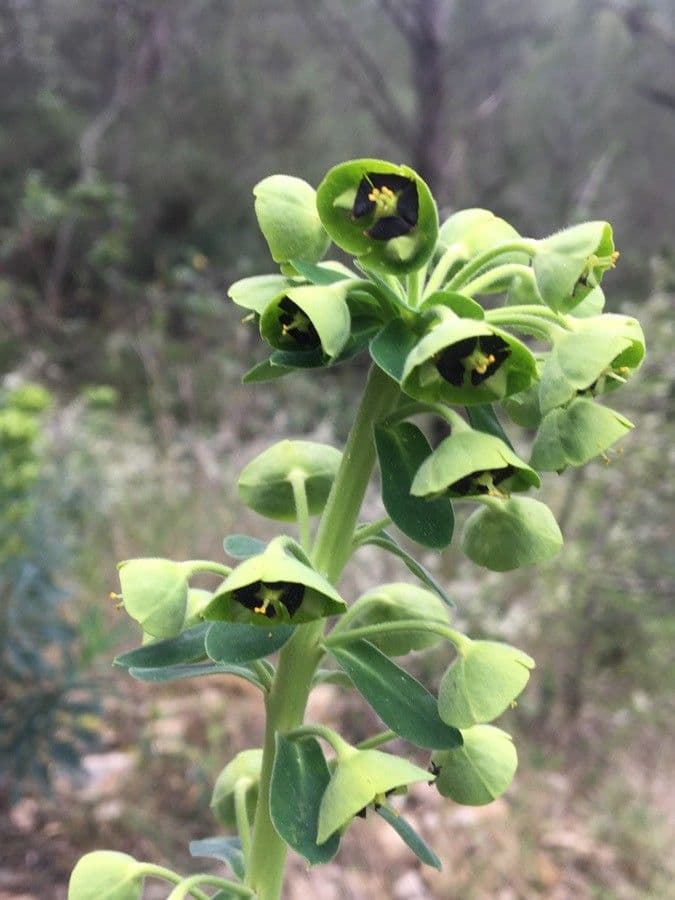 Euphorbia characias