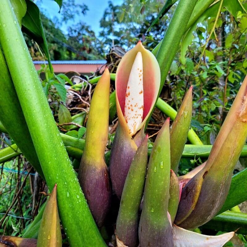 Philodendron davidsonii