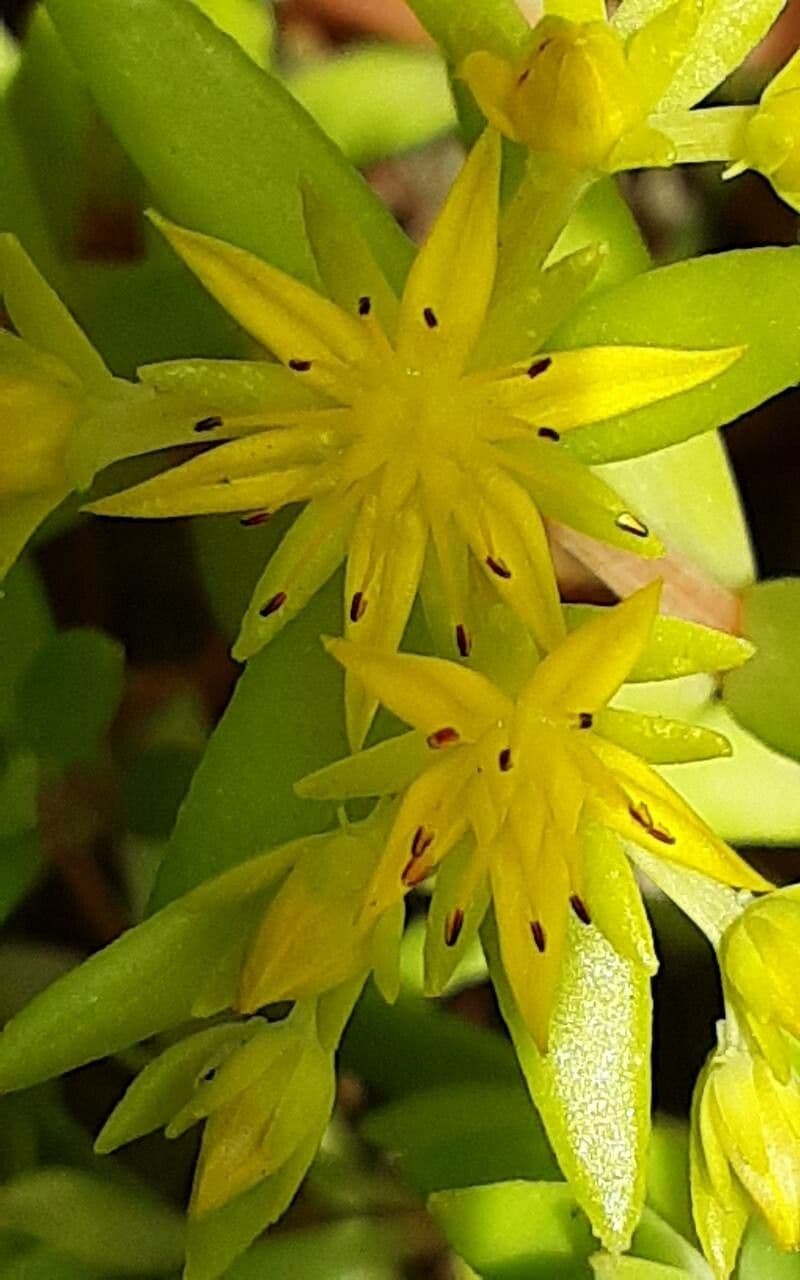 Sedum sarmentosum