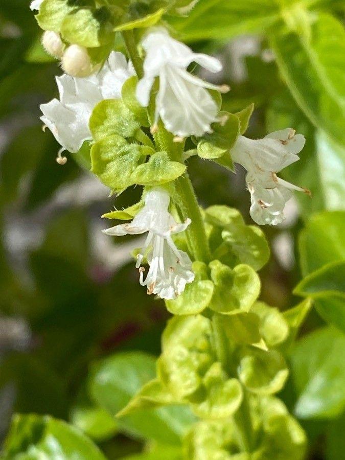 Ocimum basilicum