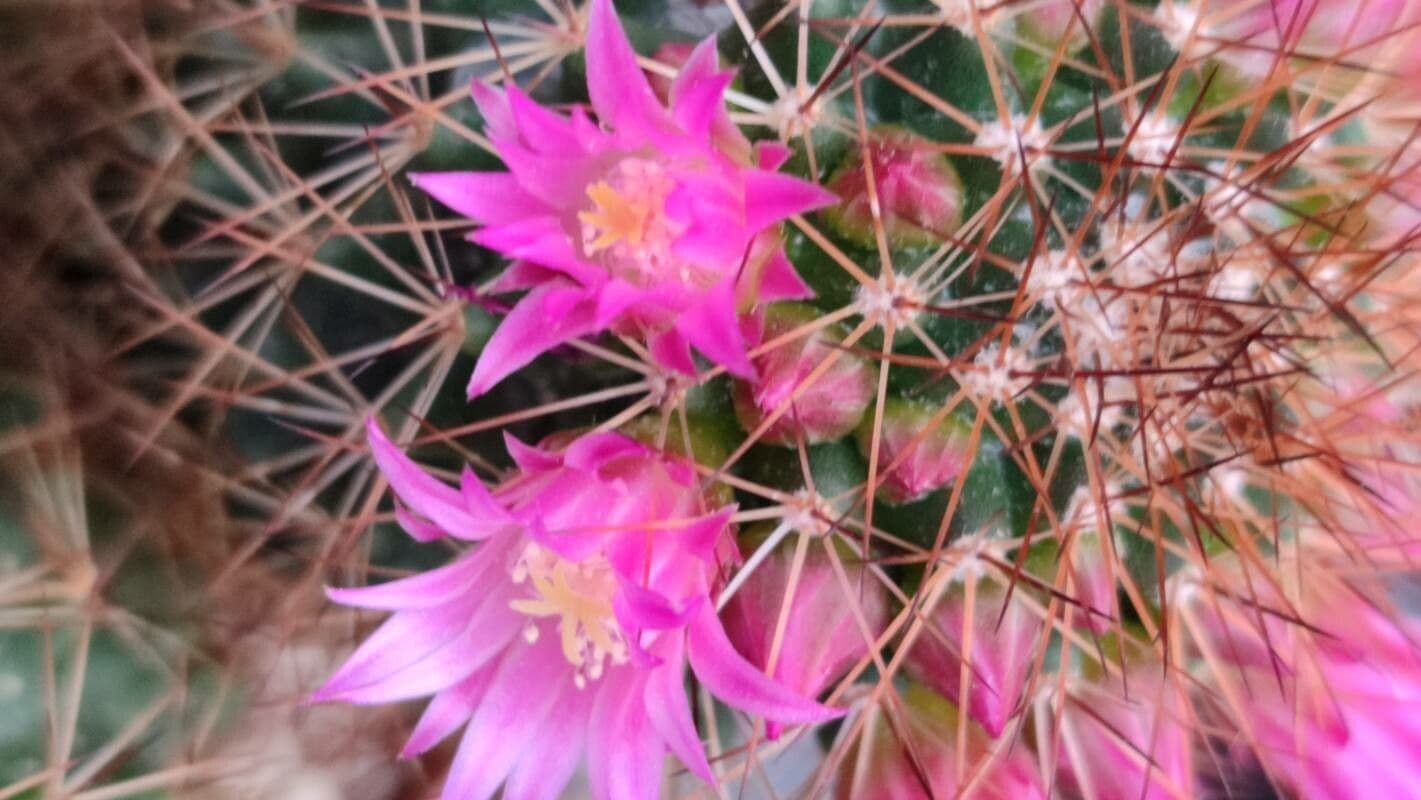 Mammillaria spinosissima