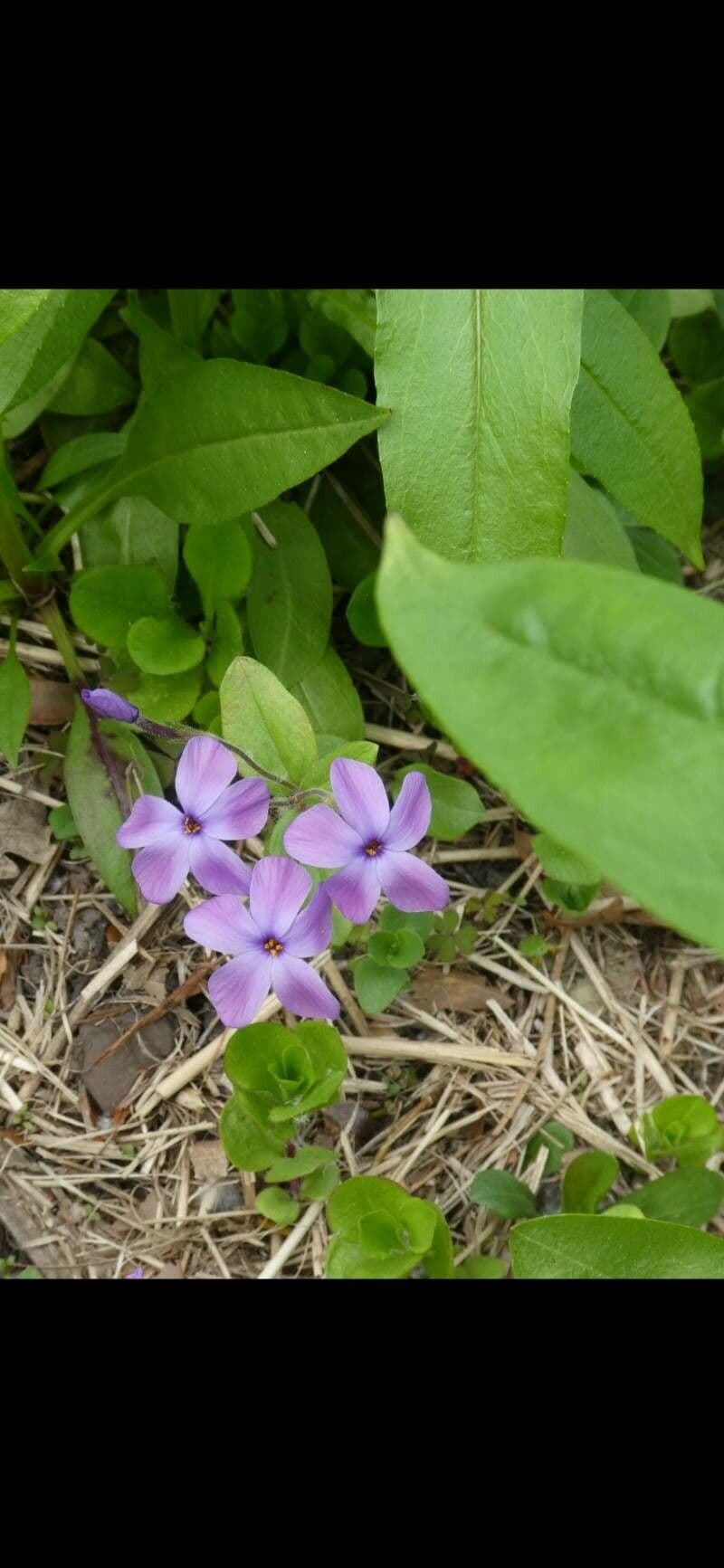 Phlox stolonifera