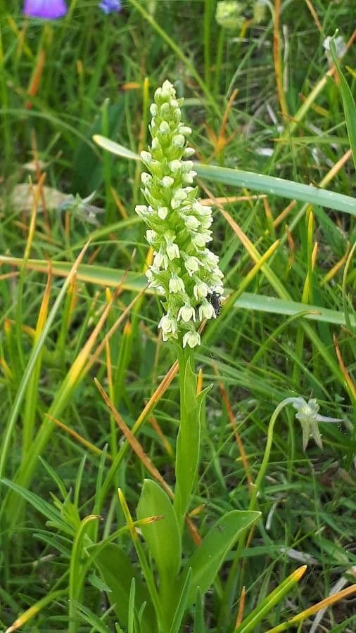 Pseudorchis albida