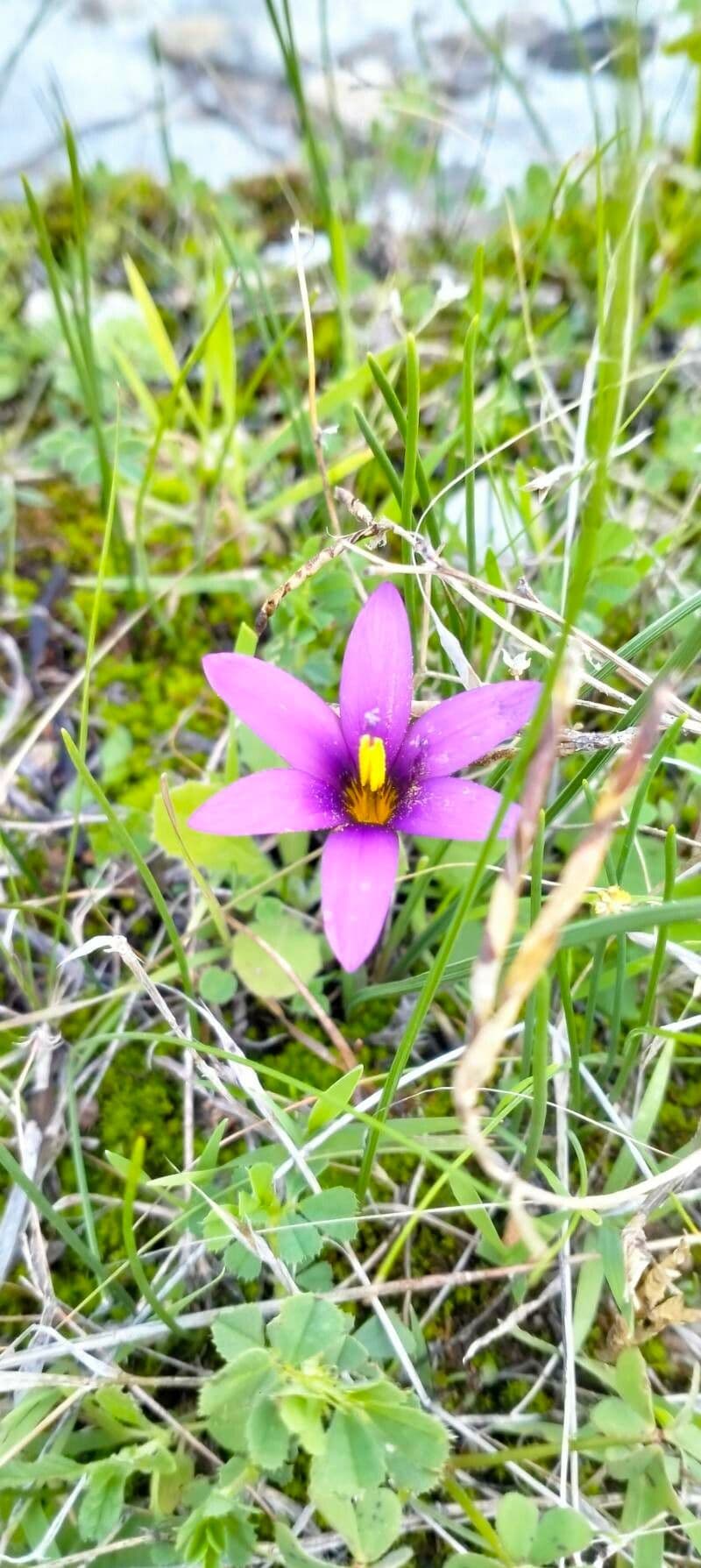 Romulea arnaudii