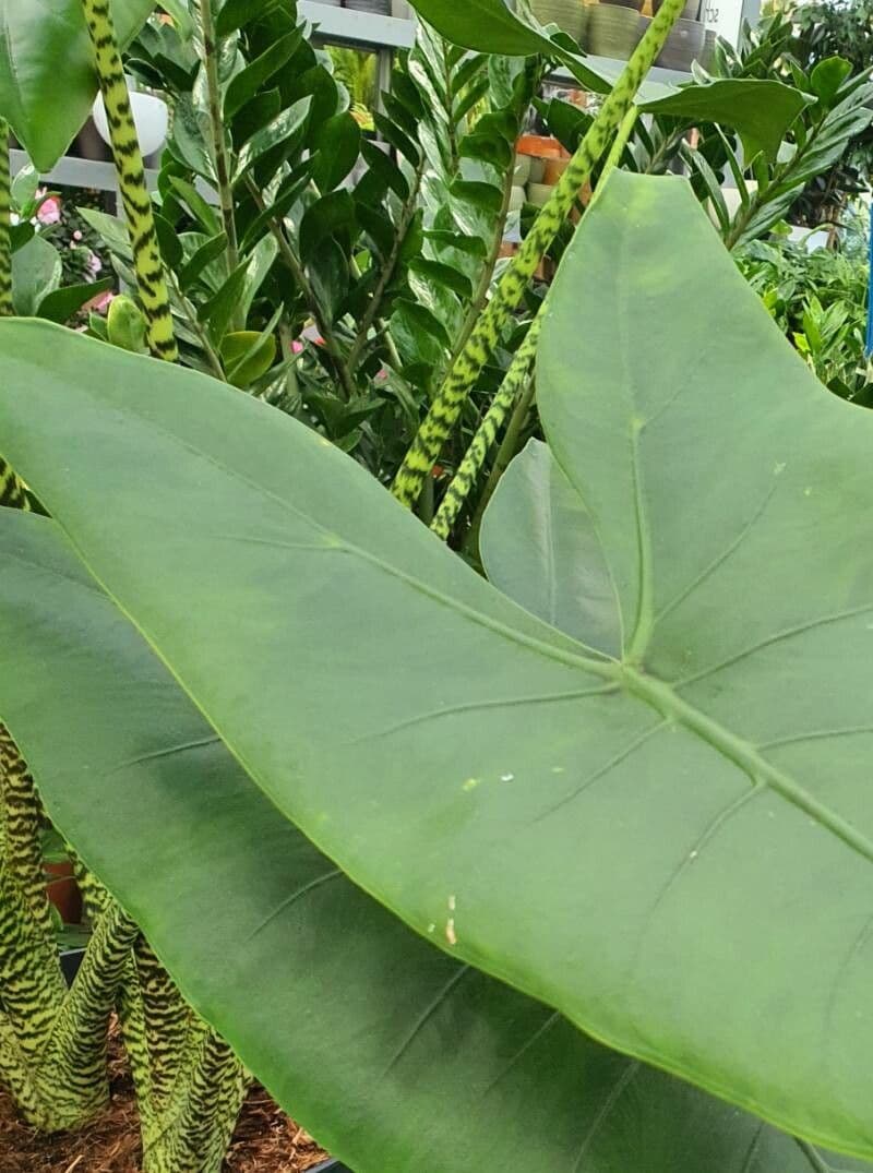 Alocasia zebrina