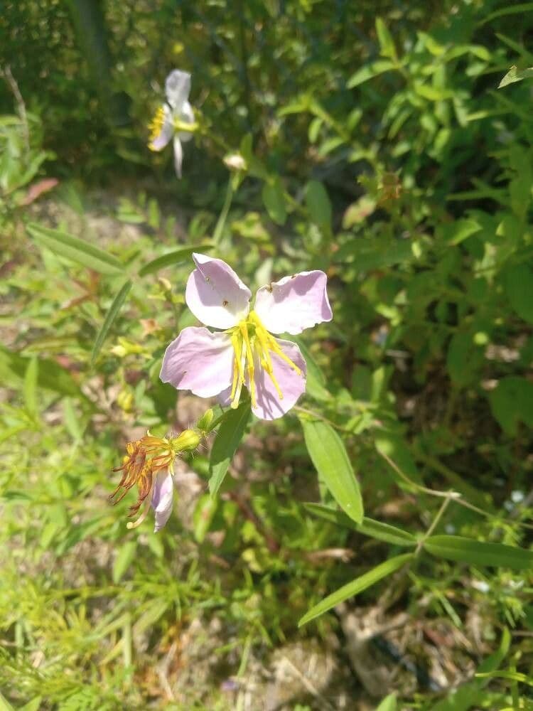 Rhexia mariana