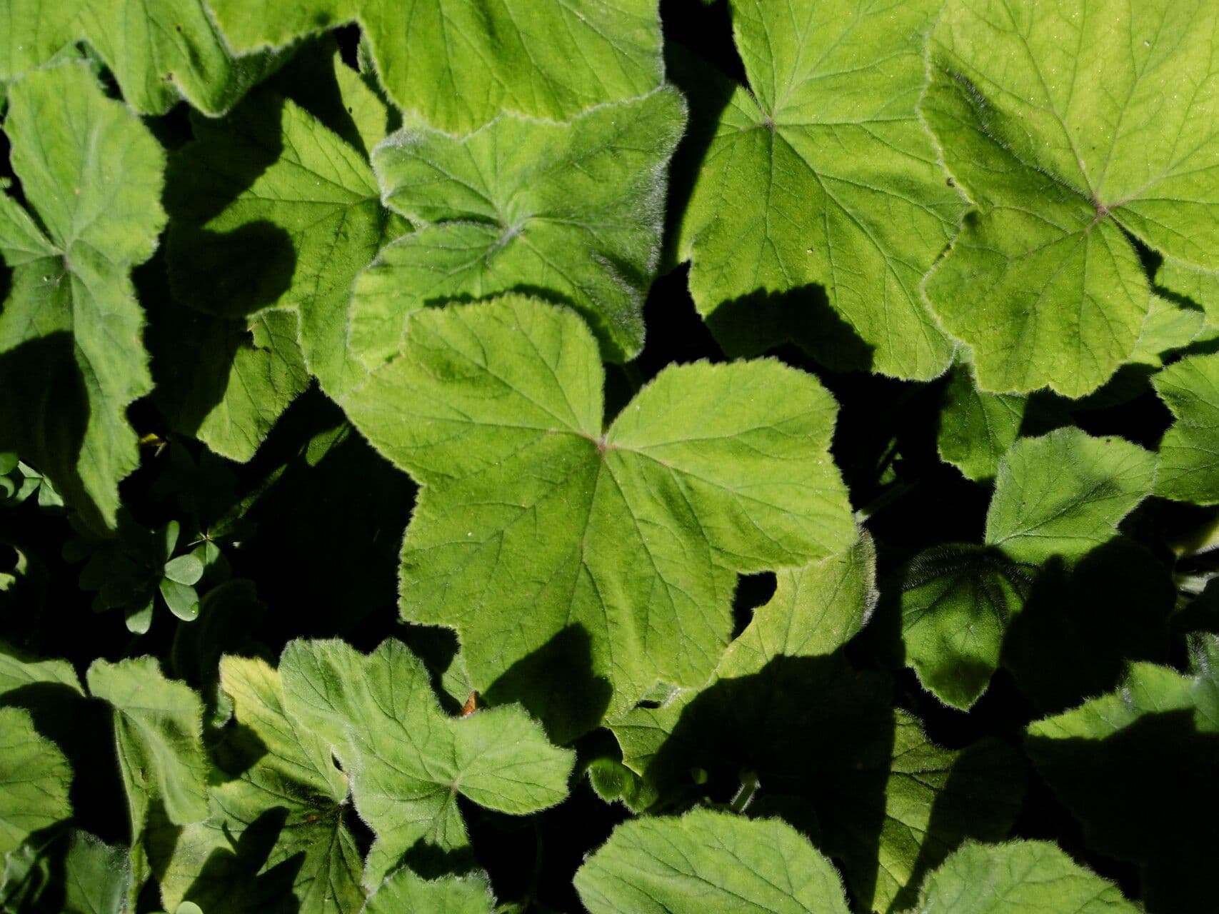 Pelargonium tomentosum