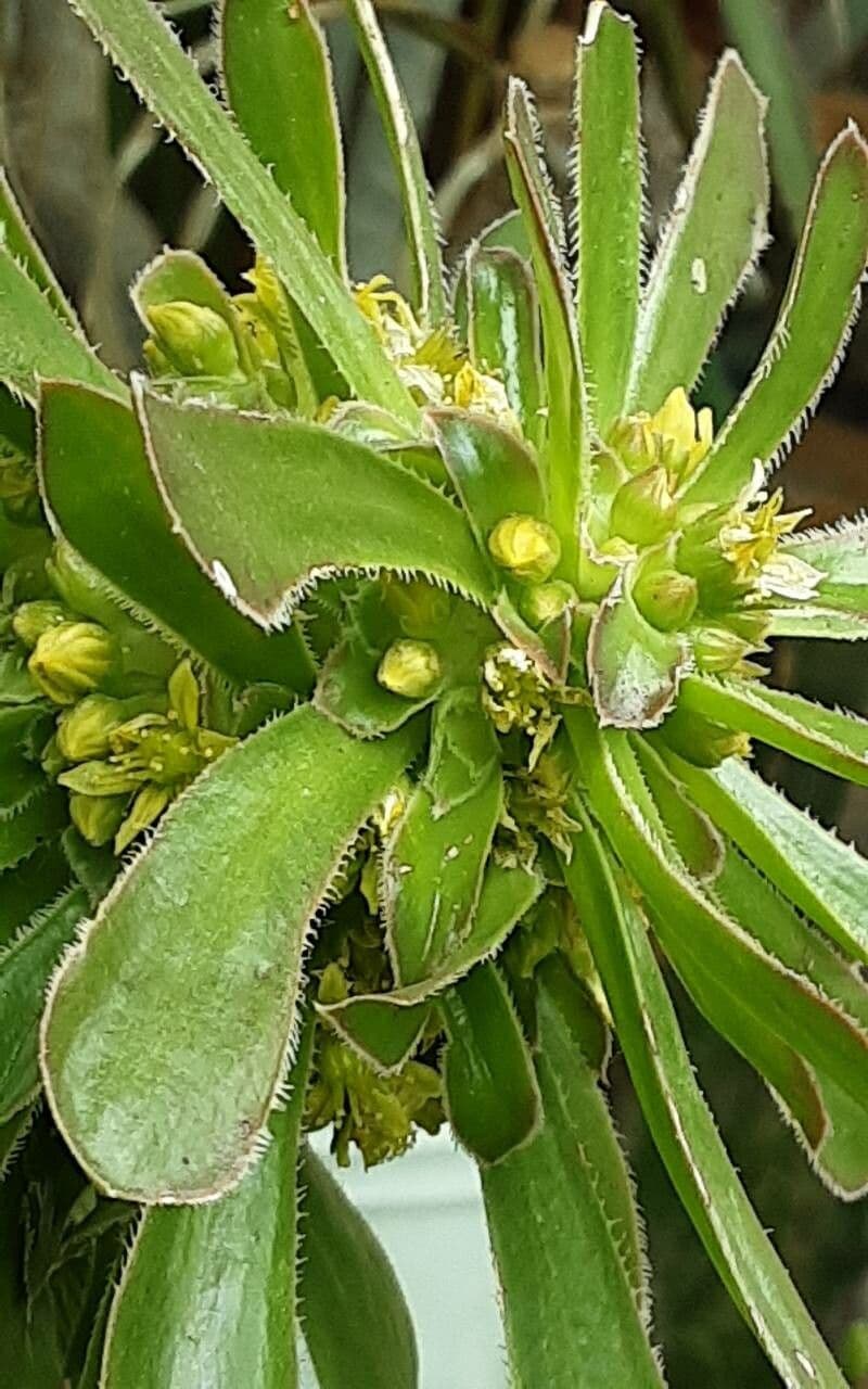 Aeonium simsii