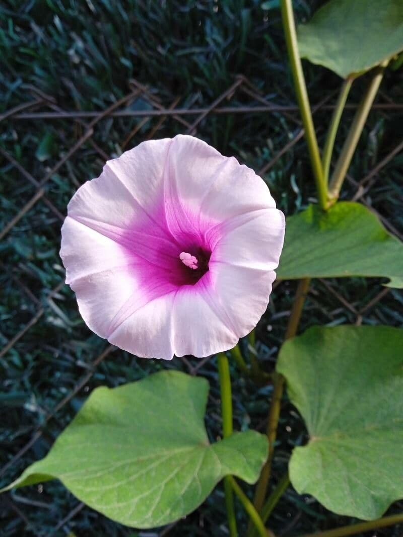 Ipomoea batatas