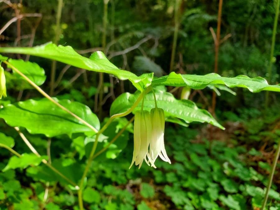 Prosartes smithii