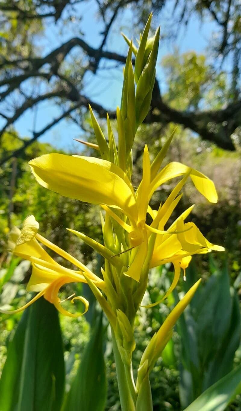 Canna glauca