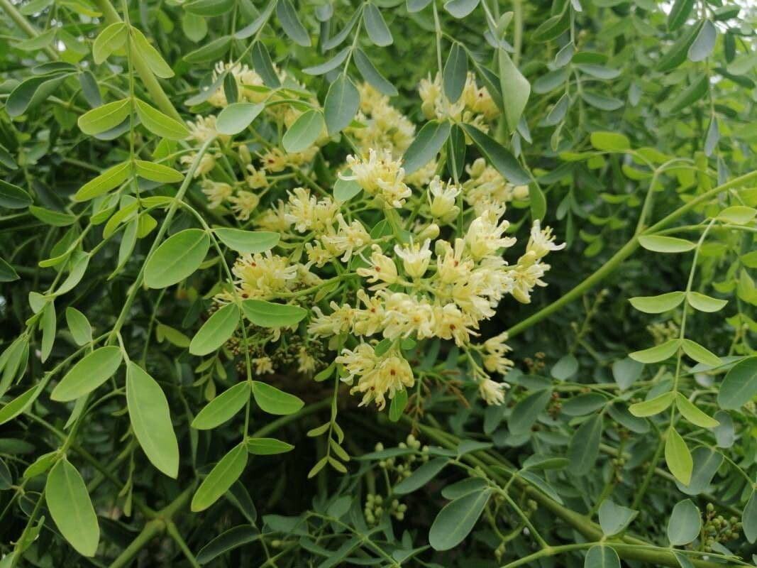 Moringa drouhardii