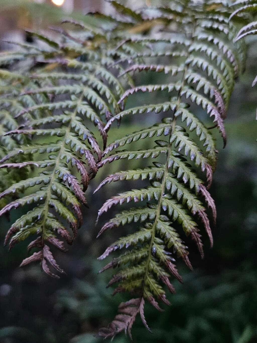 Dicksonia antarctica