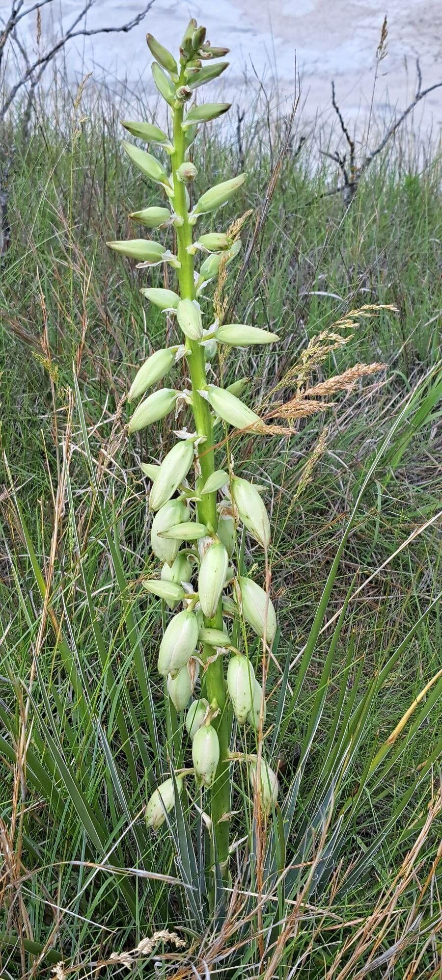 Yucca arkansana