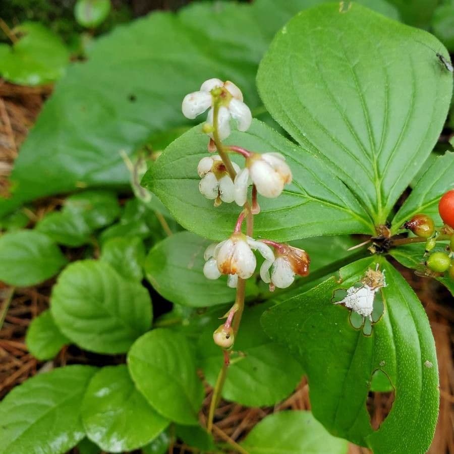 Pyrola elliptica