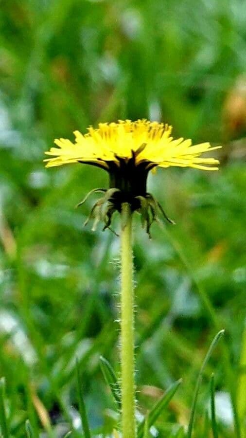 Leontodon hispidus