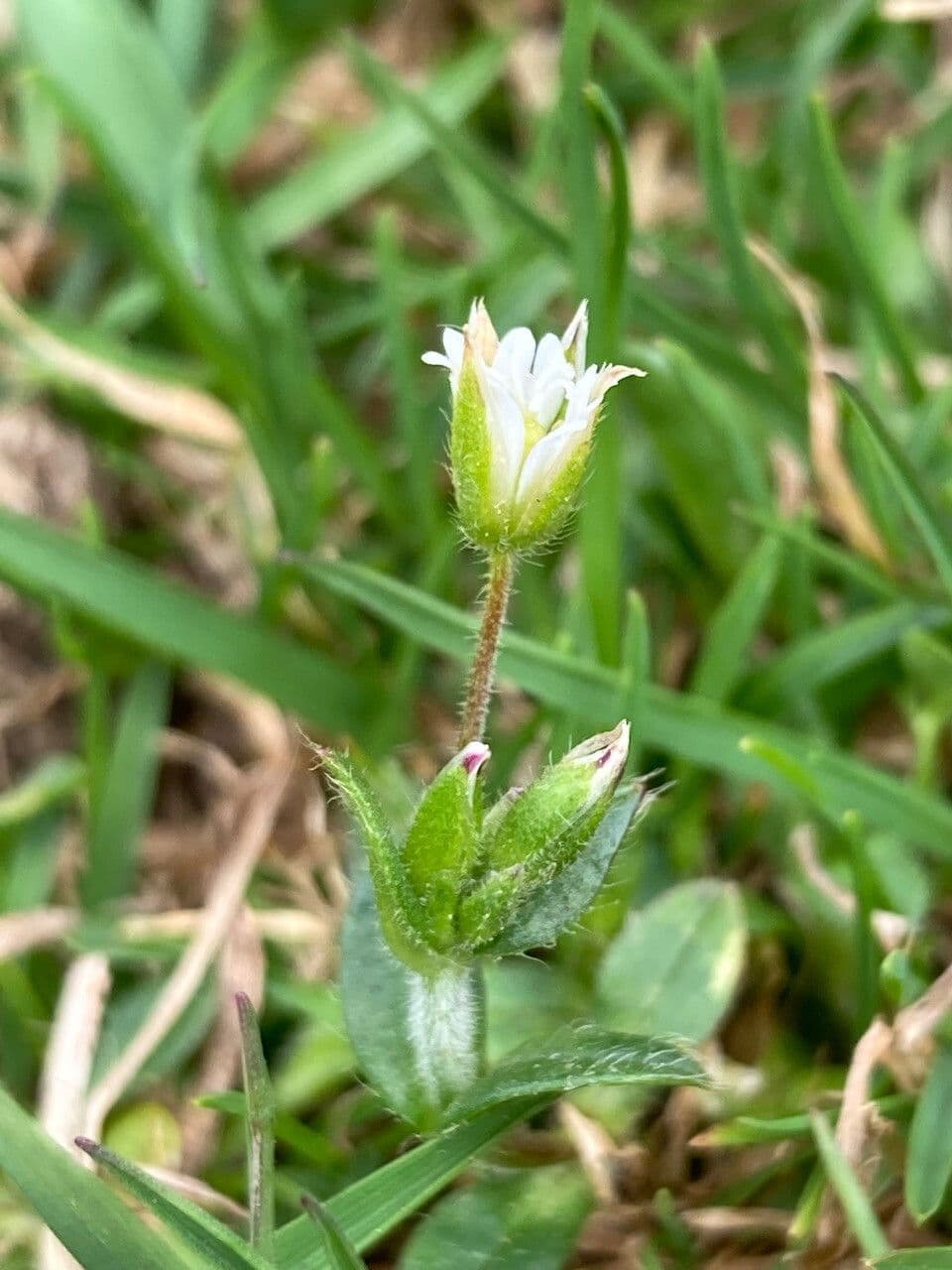 Arenaria ciliata