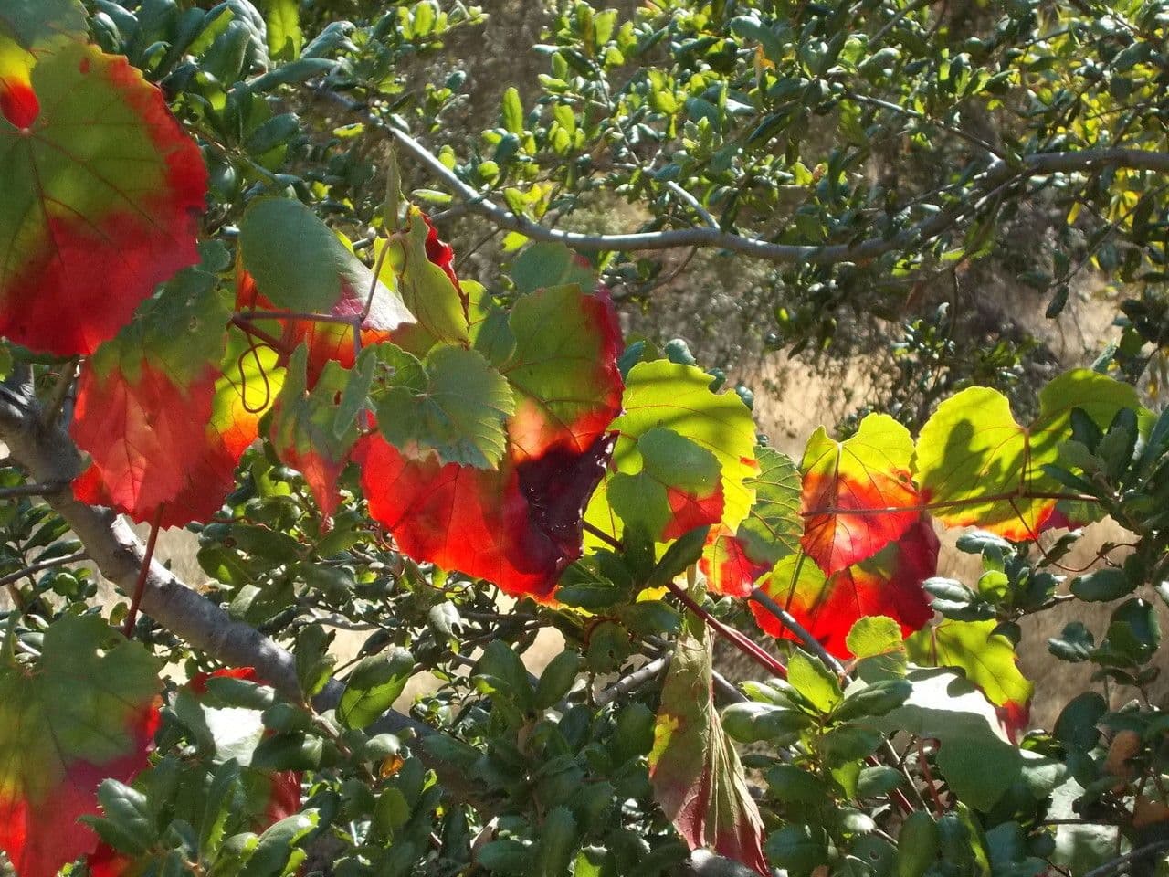 Vitis californica