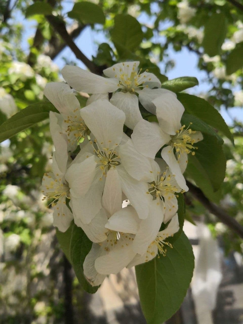 Malus baccata