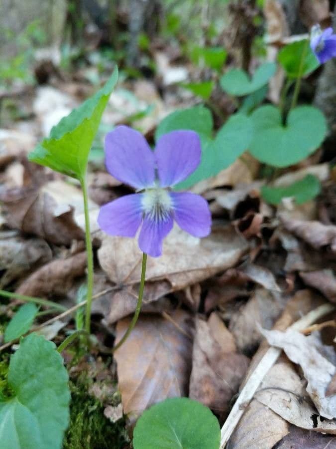 Viola sagittata