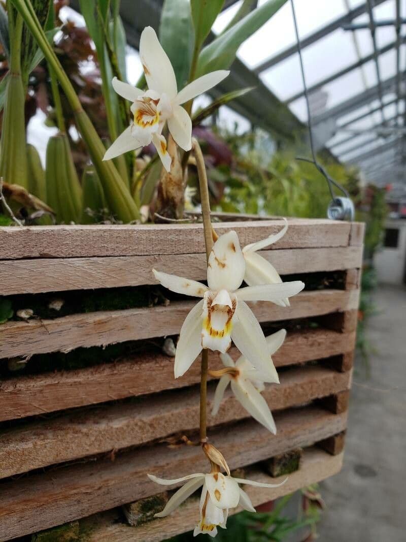 Coelogyne flaccida