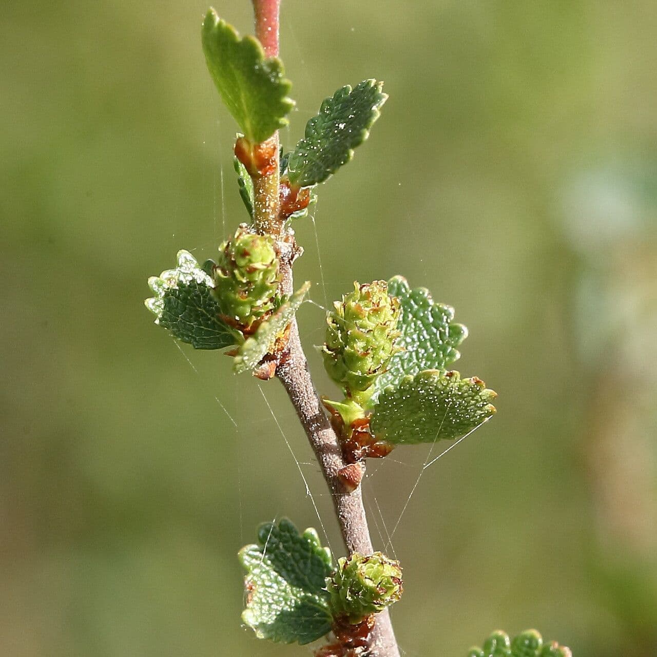 Betula nana