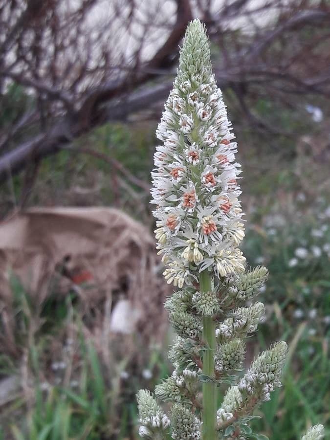 Reseda alba