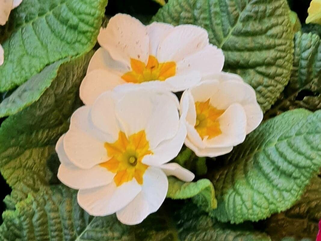 Primula polyantha