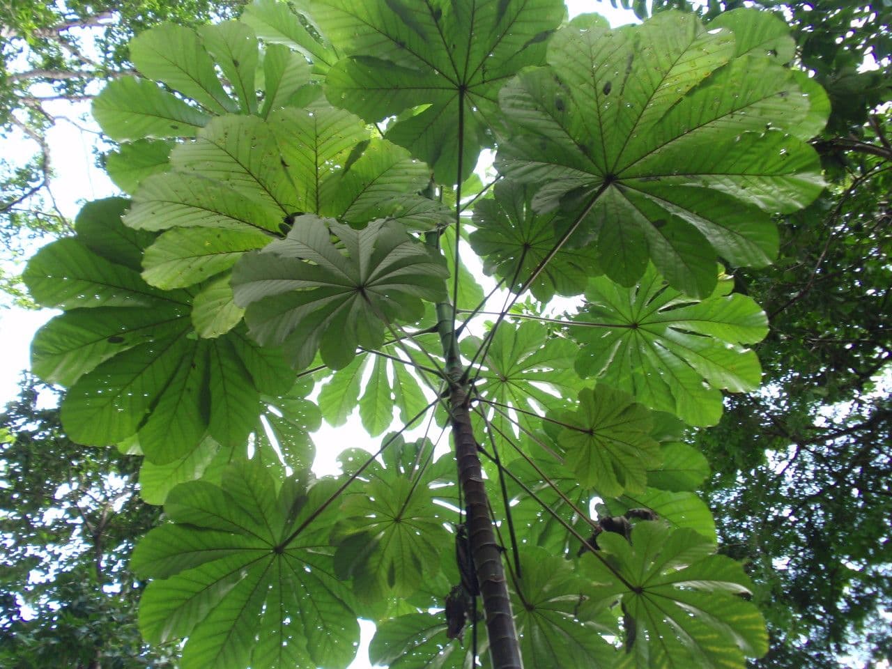 Cecropia obtusa