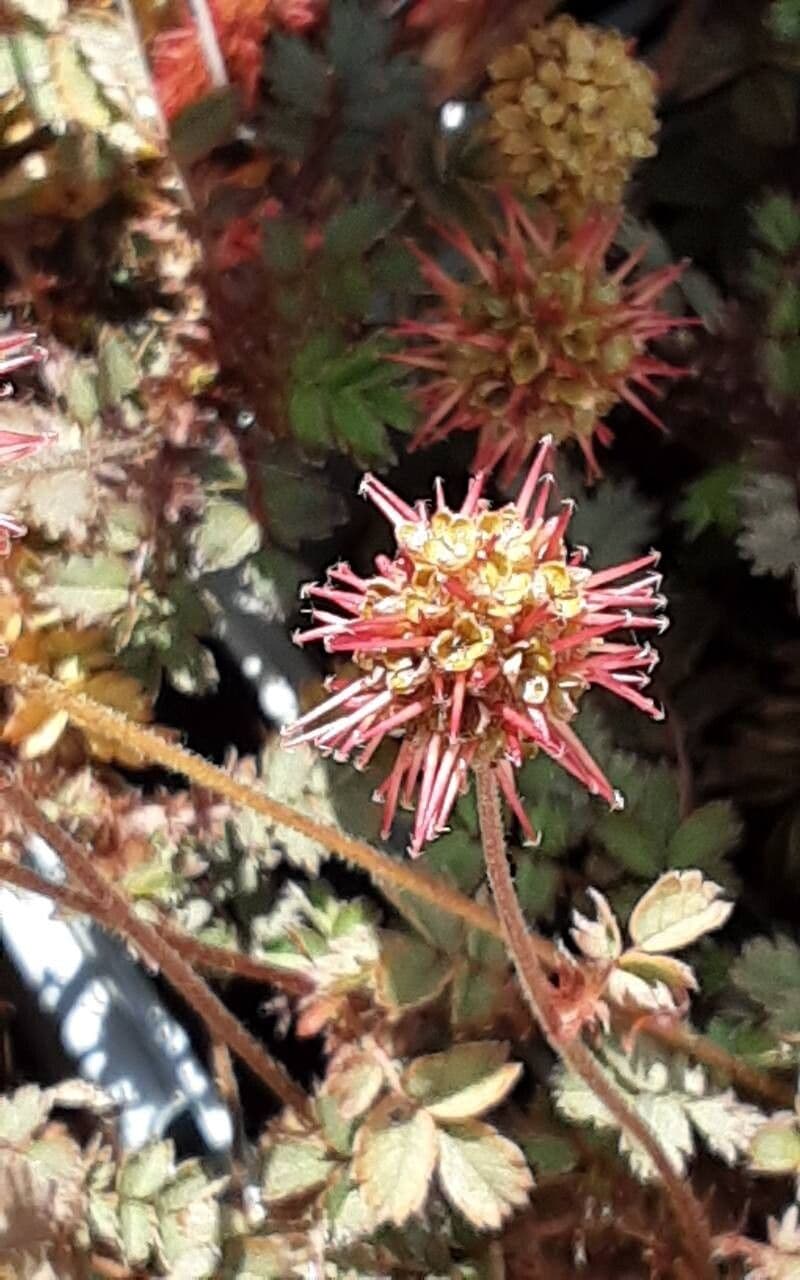 Acaena microphylla