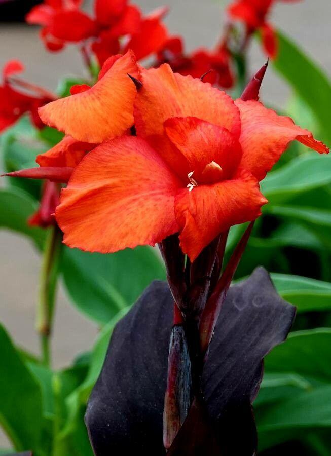 Canna indica