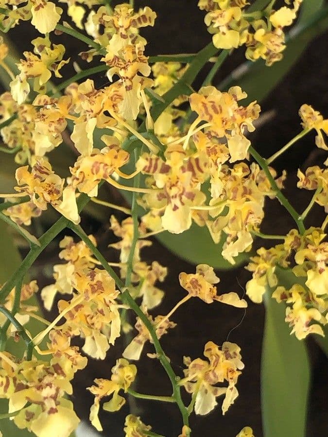 Oncidium baueri