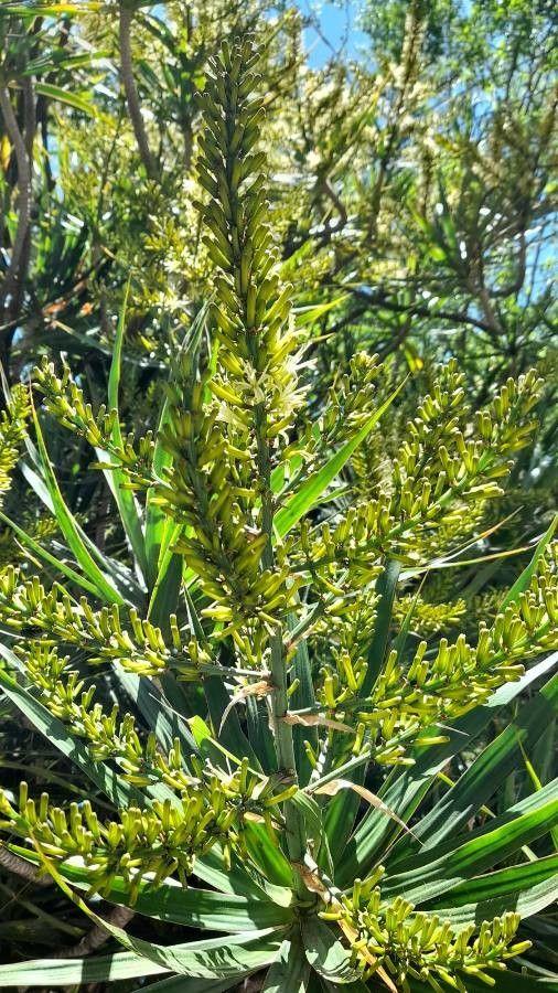 Dracaena reflexa