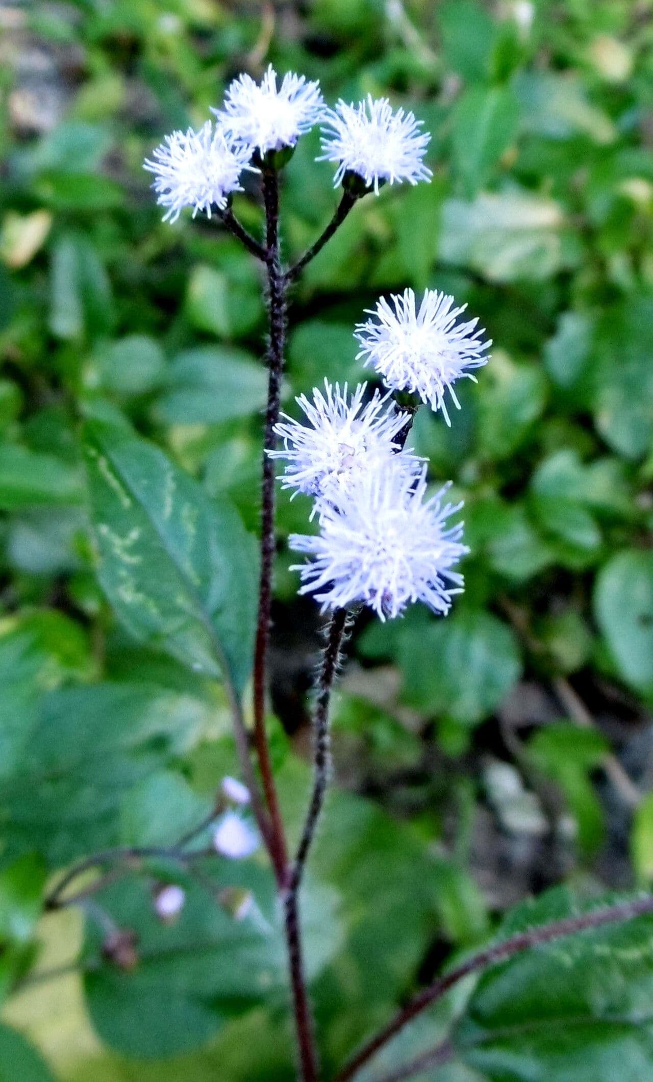 Ageratum conyzoides