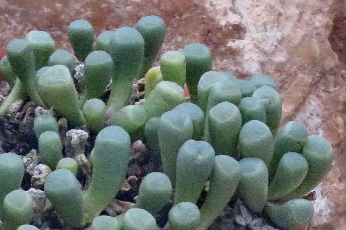 Fenestraria rhopalophylla