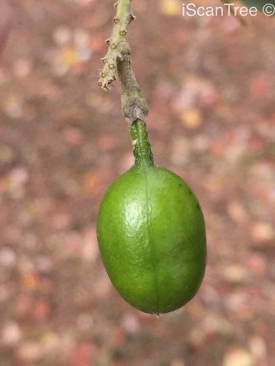 Xanthocercis zambesiaca