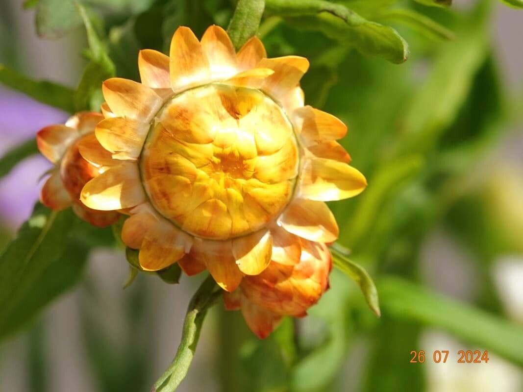 Xerochrysum bracteatum