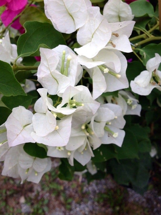 Bougainvillea spectabilis