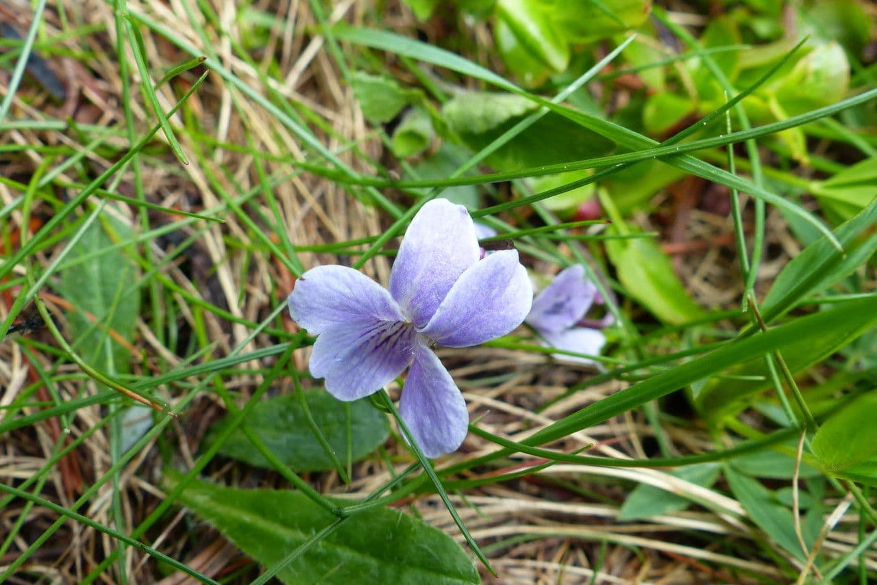 Viola adunca