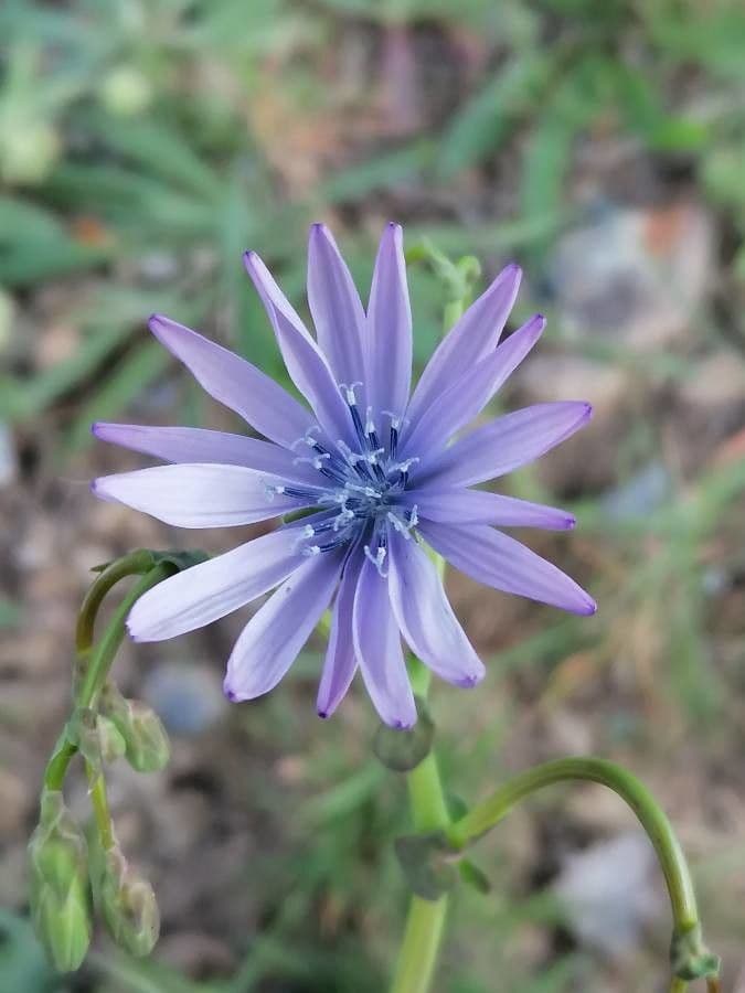 Lactuca perennis