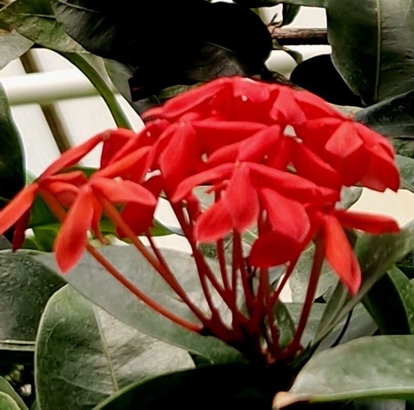 Ixora coccinea