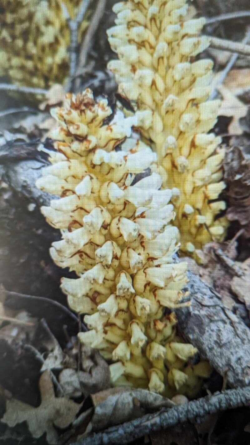 Conopholis alpina