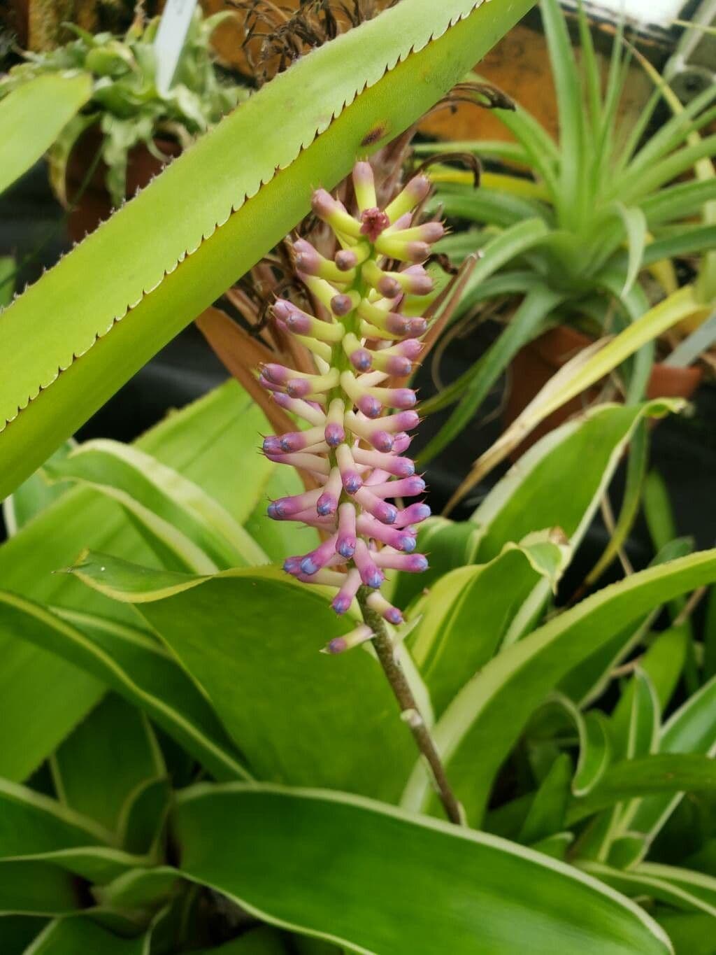 Billbergia pyramidalis