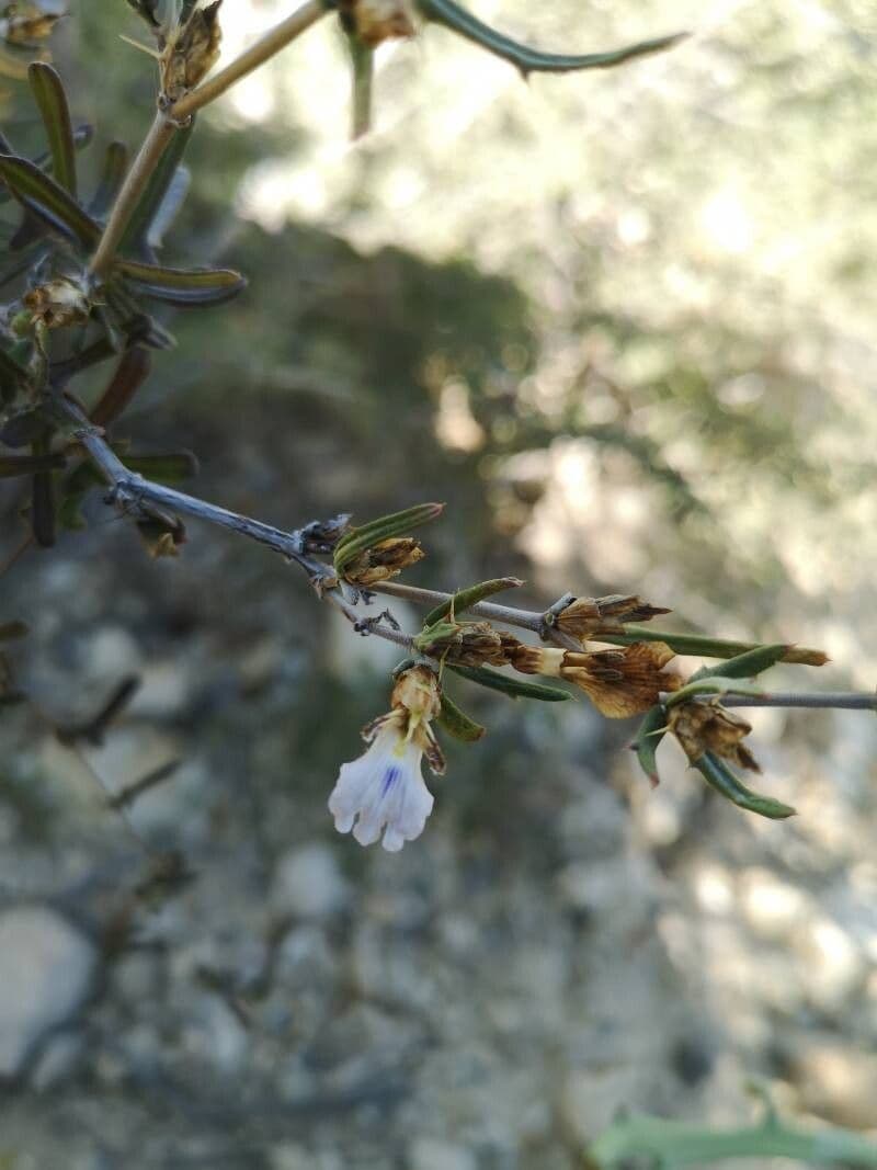 Salvia mellifera