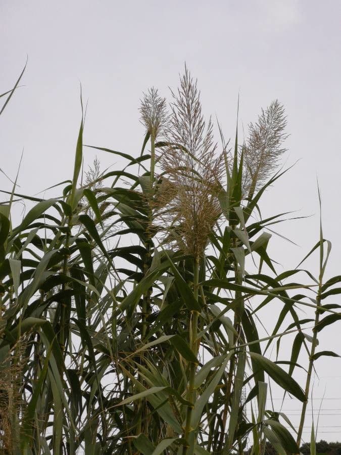 Arundo donax